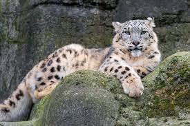Snow Leopard sitting on a rock